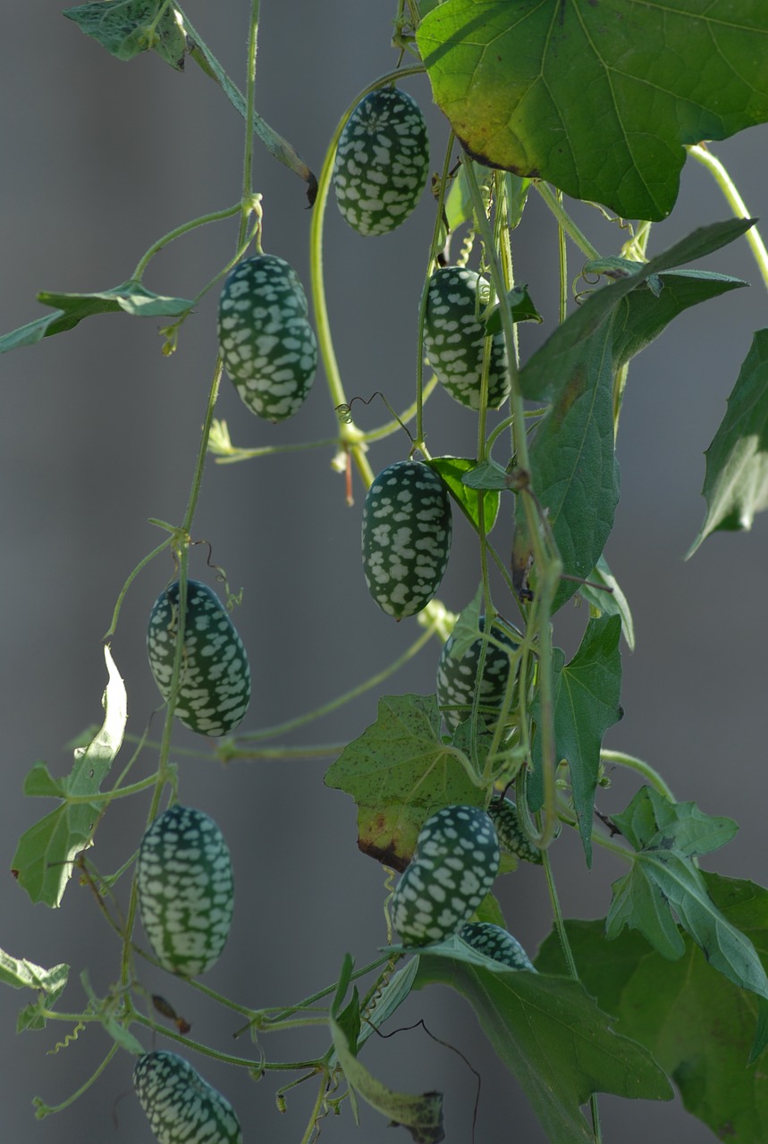 Mini Arbūzas, Vynmedis, Vaisiai, Nemokamos Nuotraukos,  Nemokama Licenzija