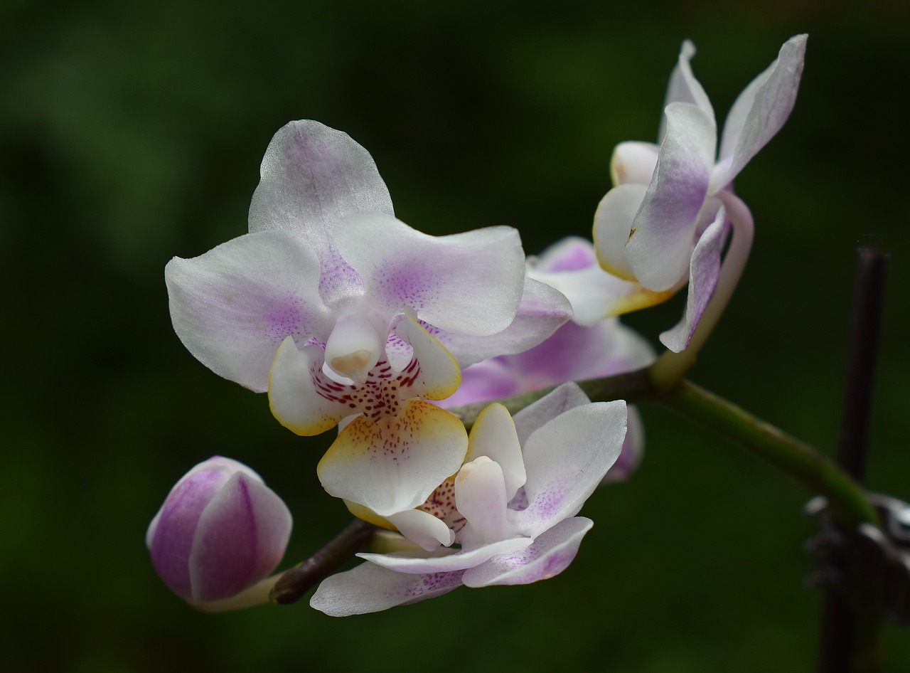 Miniature Hybrid Phalaenopsis, Phalaenopsis, Orchidėja, Balta, Rožinis, Violetinė, Geltona, Vazoninis Augalas, Augalas, Atogrąžų