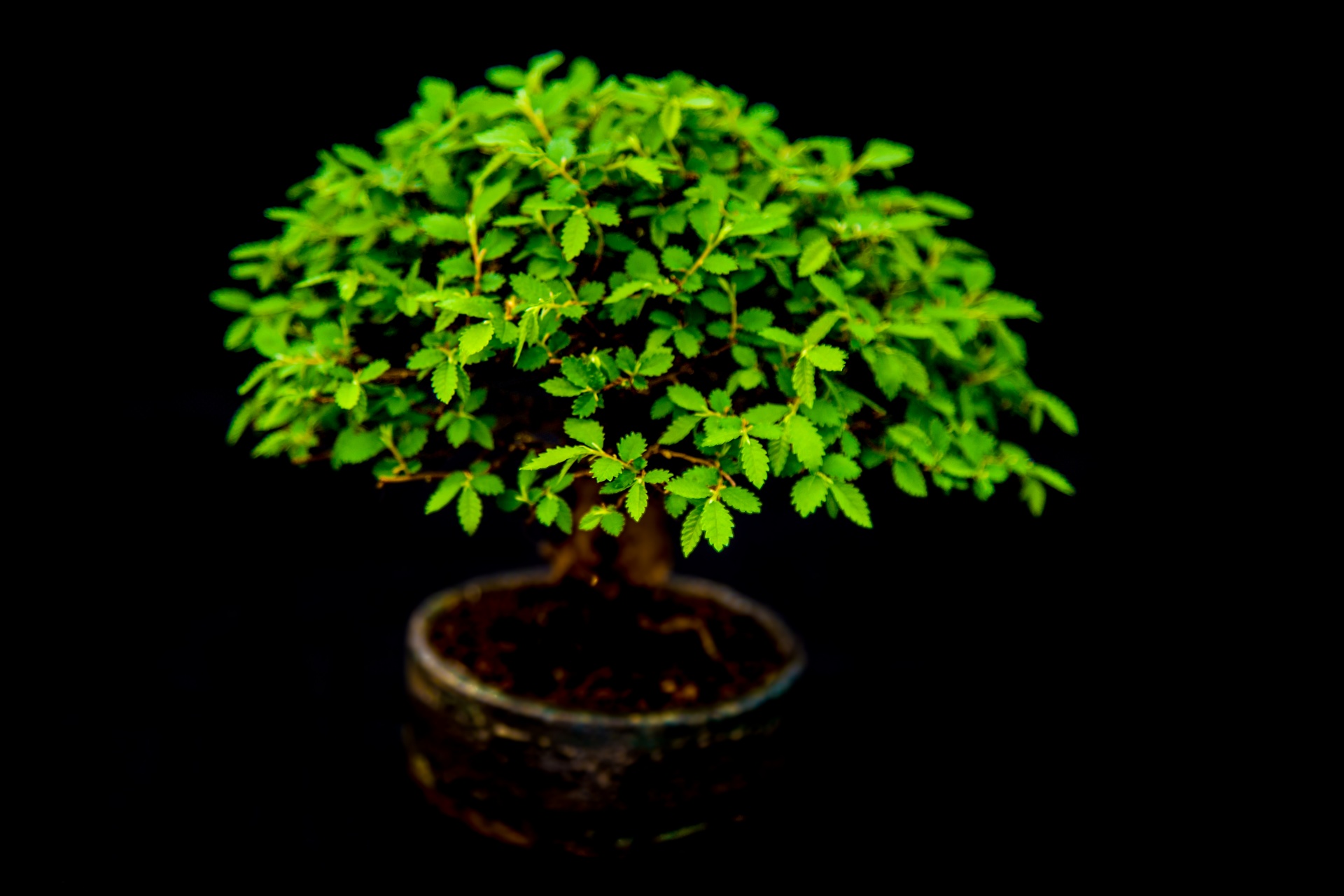 Asija,  Asian,  Fonas,  Sulenktas,  Bonsai,  Botanikos,  Botanika,  Filialas,  Krūmas,  Auginami