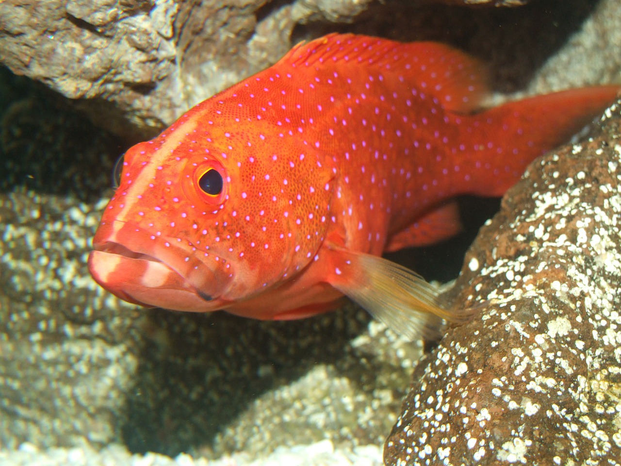 Miniature Grouper, Gruper, Vandenynas, Žuvis, Jūrų, Rifas, Jūrų Įvairovė, Akvariumas, Koralas, Raudona Žuvis