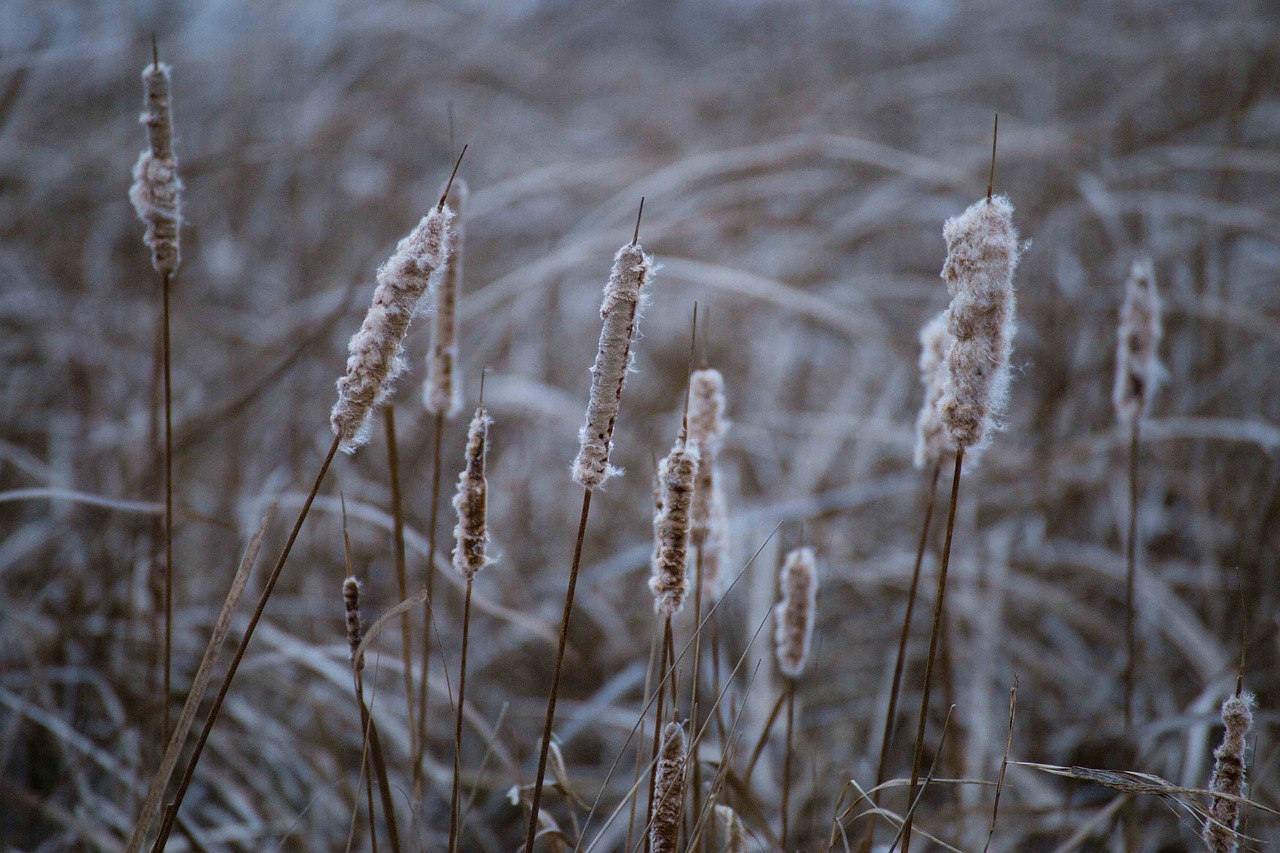 Minnesota, Laukas, Midwest, Gamta, Prairie, Lauke, Fotografija, Šaltas, Žiema, Laukinė Gamta