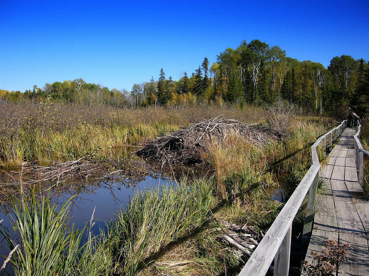 Minnesota, Pėsčiųjų Tiltas, Miškas, Medžiai, Dangus, Augalai, Žolė, Vanduo, Pelkė, Gamta