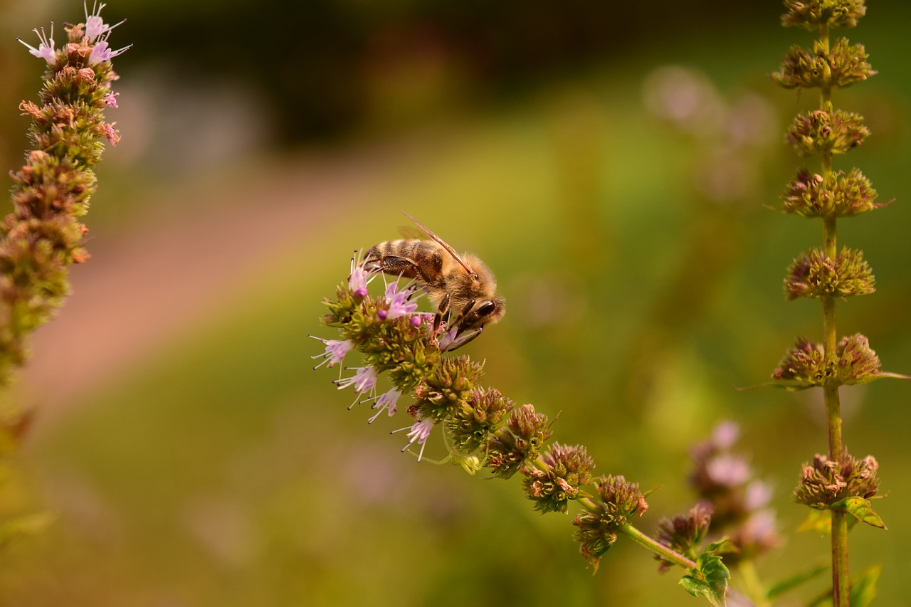 Mėtų, Minzblüte, Bičių, Uždaryti, Vabzdys, Gėlė, Gyvūnas, Vasara, Žiedadulkės, Pabarstyti