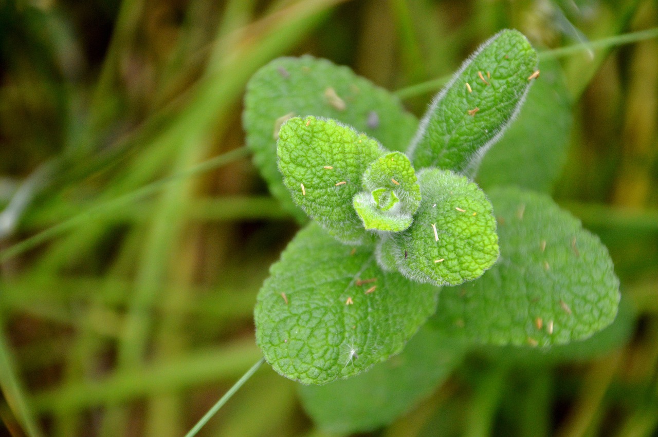 Mėtos,  Floros,  Pobūdį,  Augalų,  Commestible,  Valgomieji Augalų,  Žalias,  Vaistinio,  Vaistinių Augalų,  Aromatinis