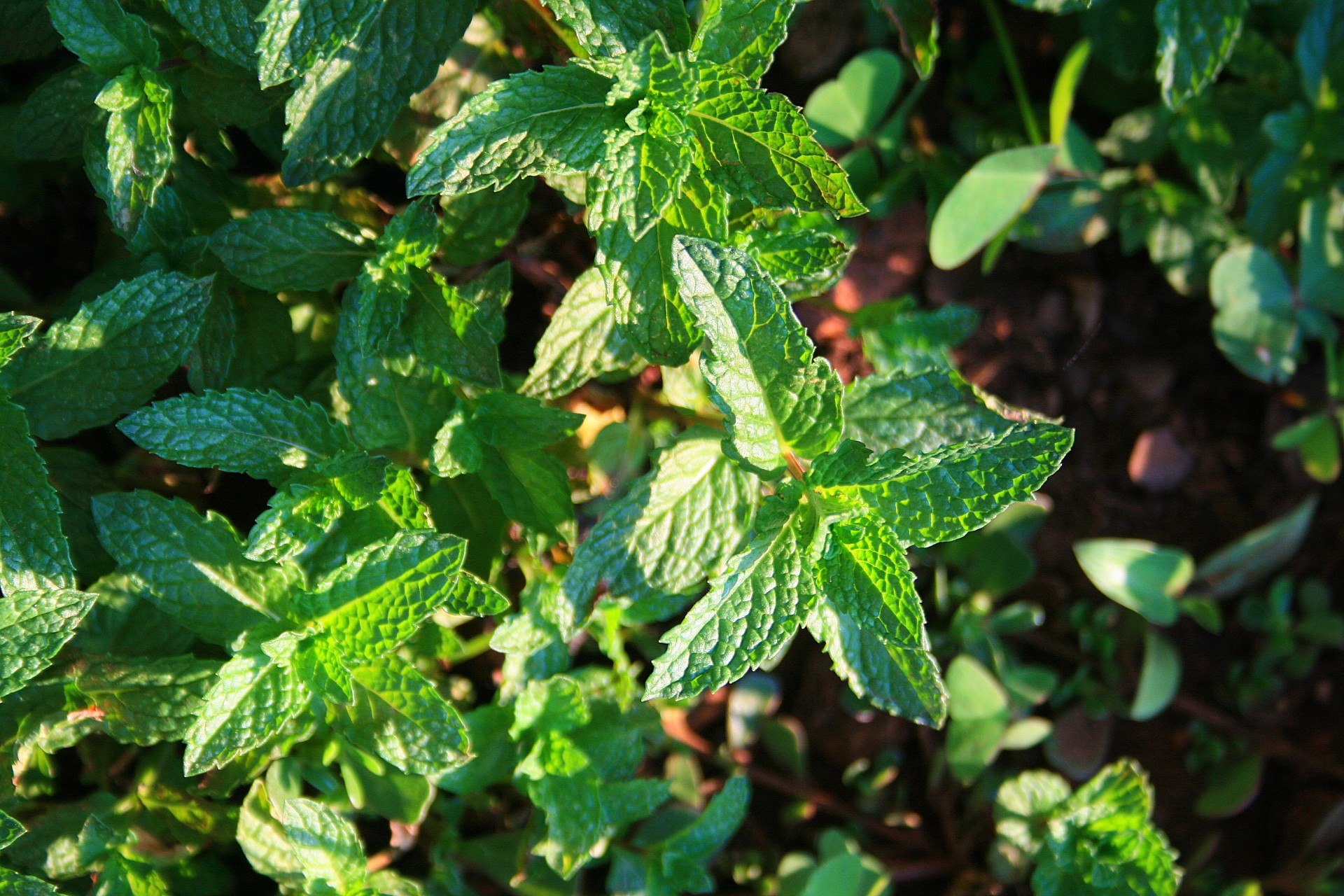 Lapai,  Žalias,  Šviežias,  Žolė,  Aromatiniai,  Mėtų Lapai, Nemokamos Nuotraukos,  Nemokama Licenzija