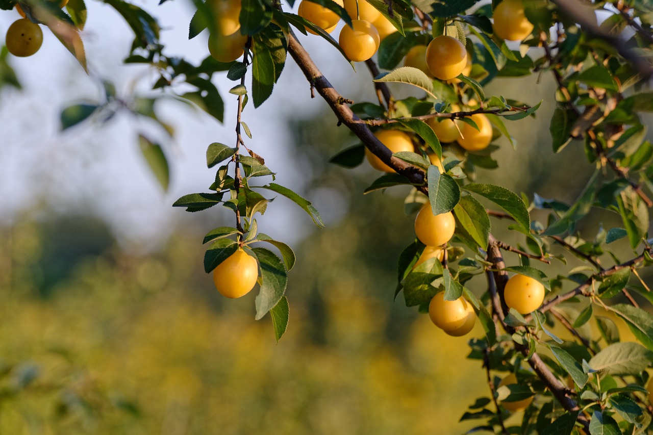 Mirabelka,  Damson,  Geltona,  Medis,  Slyvų,  Sodas,  Derėjimas,  Duoti Vaisių, Nemokamos Nuotraukos,  Nemokama Licenzija