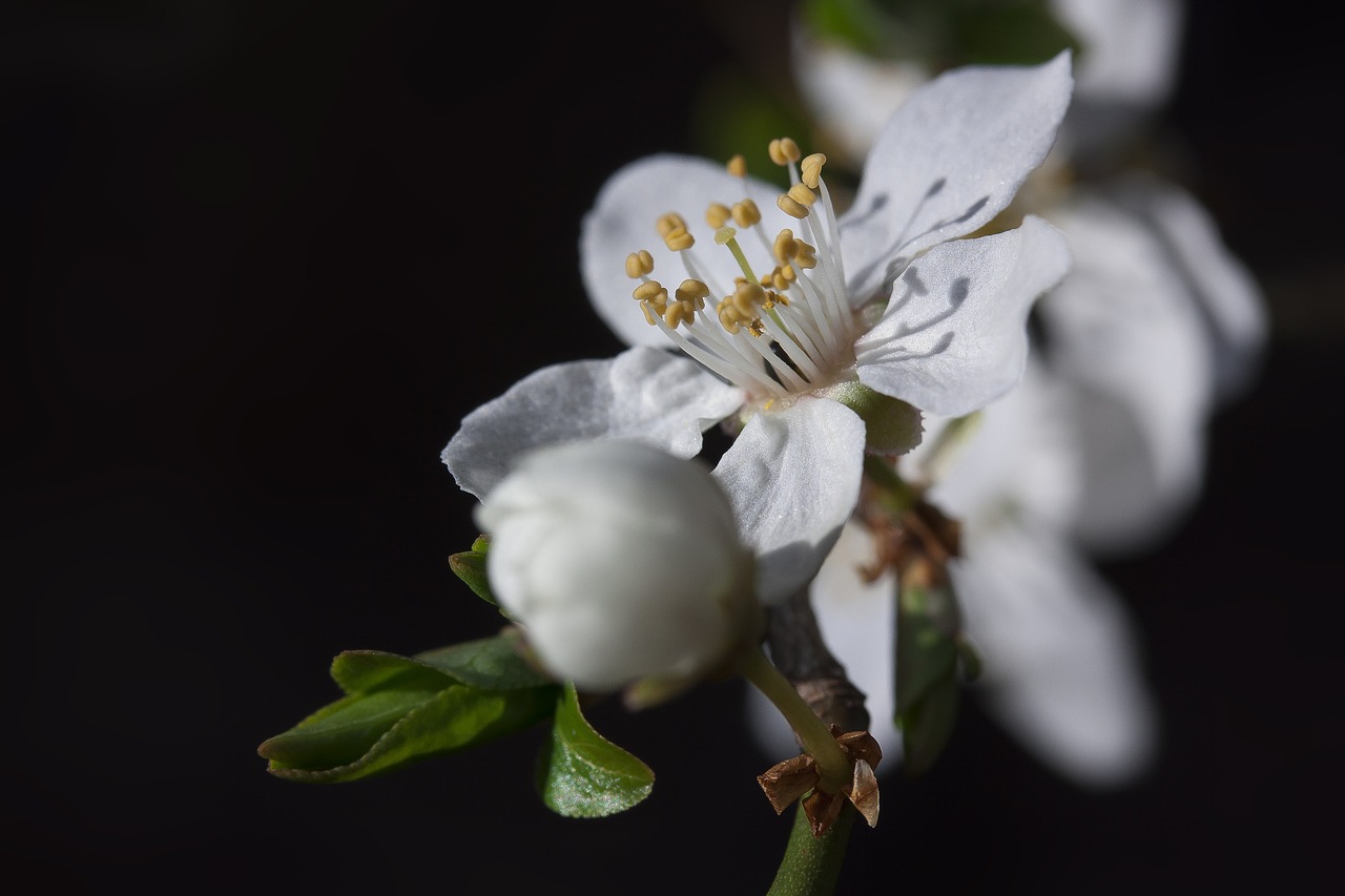 Mirabelle, Žiedas, Žydėti, Budas, Balta, Prunus Domestica Subsp, Syriaca, Geltona Slyva, Porūšių Slyvų, Antspaudas