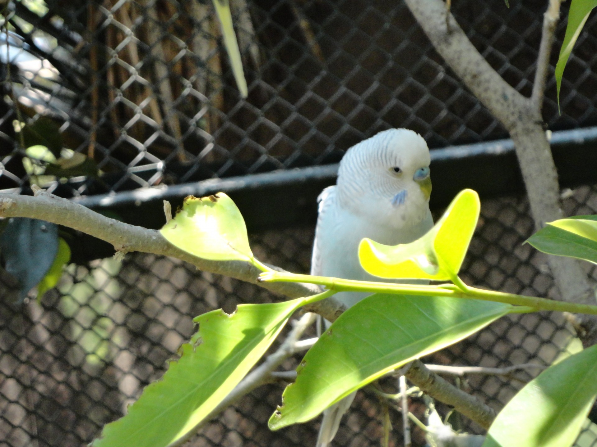 Papūga,  Parakeet,  Australian,  Laisvė,  Nelaisvė,  Balta,  Cotorro,  Prasiskverbiantis Vaizdas, Nemokamos Nuotraukos,  Nemokama Licenzija