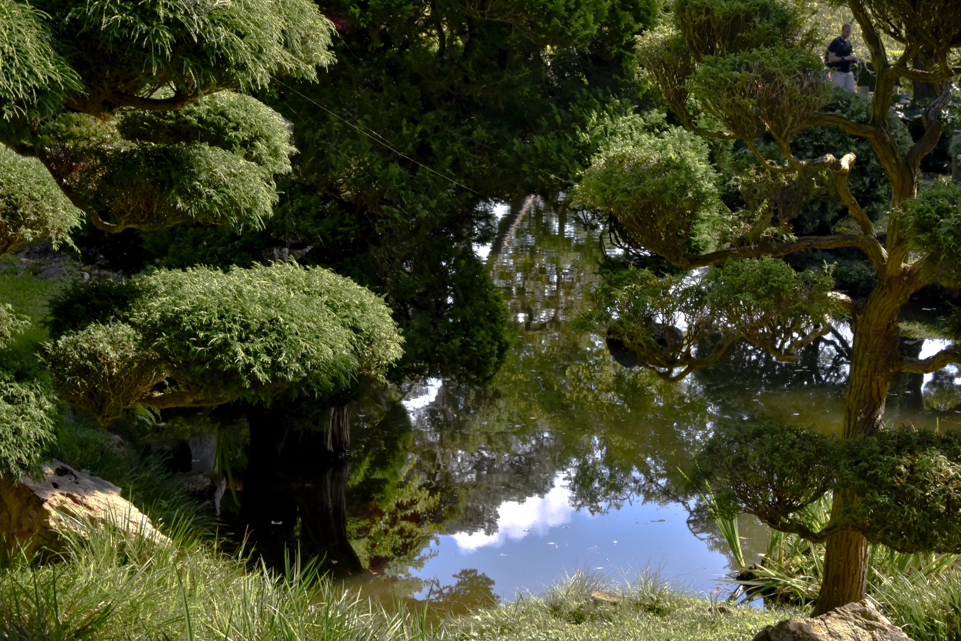 Sodas,  Japanese,  Bonsai,  Vanduo,  Dangus,  Debesys,  Atspindys,  Veidrodis,  Medžiai,  Augalai