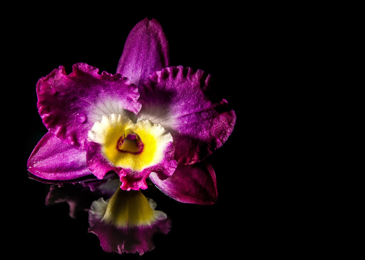 Veidrodis, Datailaufnahme, Dekoratyvinis Augalas, Žiedas, Žydėti, Orchidėja, Uždaryti, Nemokamos Nuotraukos,  Nemokama Licenzija