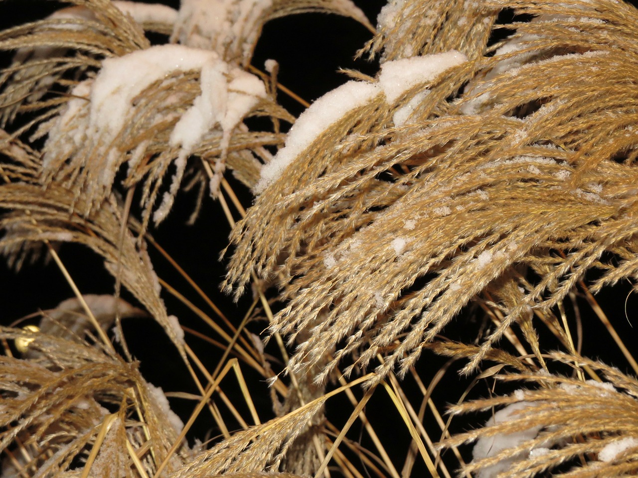 Miscanthus, Miscanthus Sinensis, Sniegas, Žiema, Snieguotas, Saldymedis, Poaceae, Sidabrinis Pavasaris, Bambuko Grassedit Šį Puslapį, Mažos Elefantengras