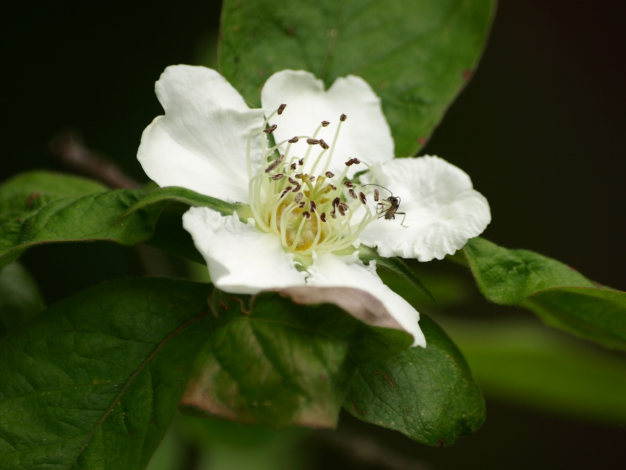 Mispelblüte, Mispelstrauch, Žiedas, Žydėti, Medlar, Pavasaris, Rožių Šiltnamius, Kernobstgewaechs, Nemokamos Nuotraukos,  Nemokama Licenzija