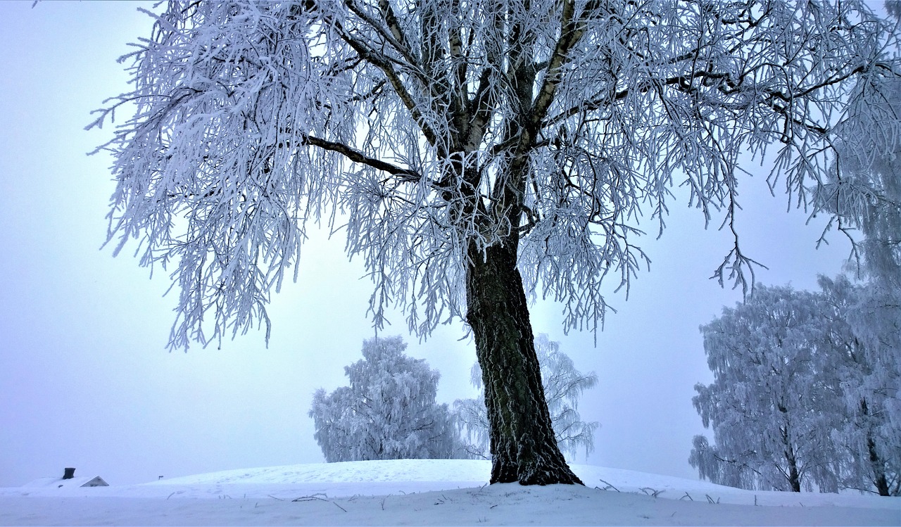 Migla, Žiema, Sniegas, Žiemos Peizažas, Žiemos Magija, Ryto Kortelė, Sniego Kraštovaizdis, Rytas, Peizažai, Medis