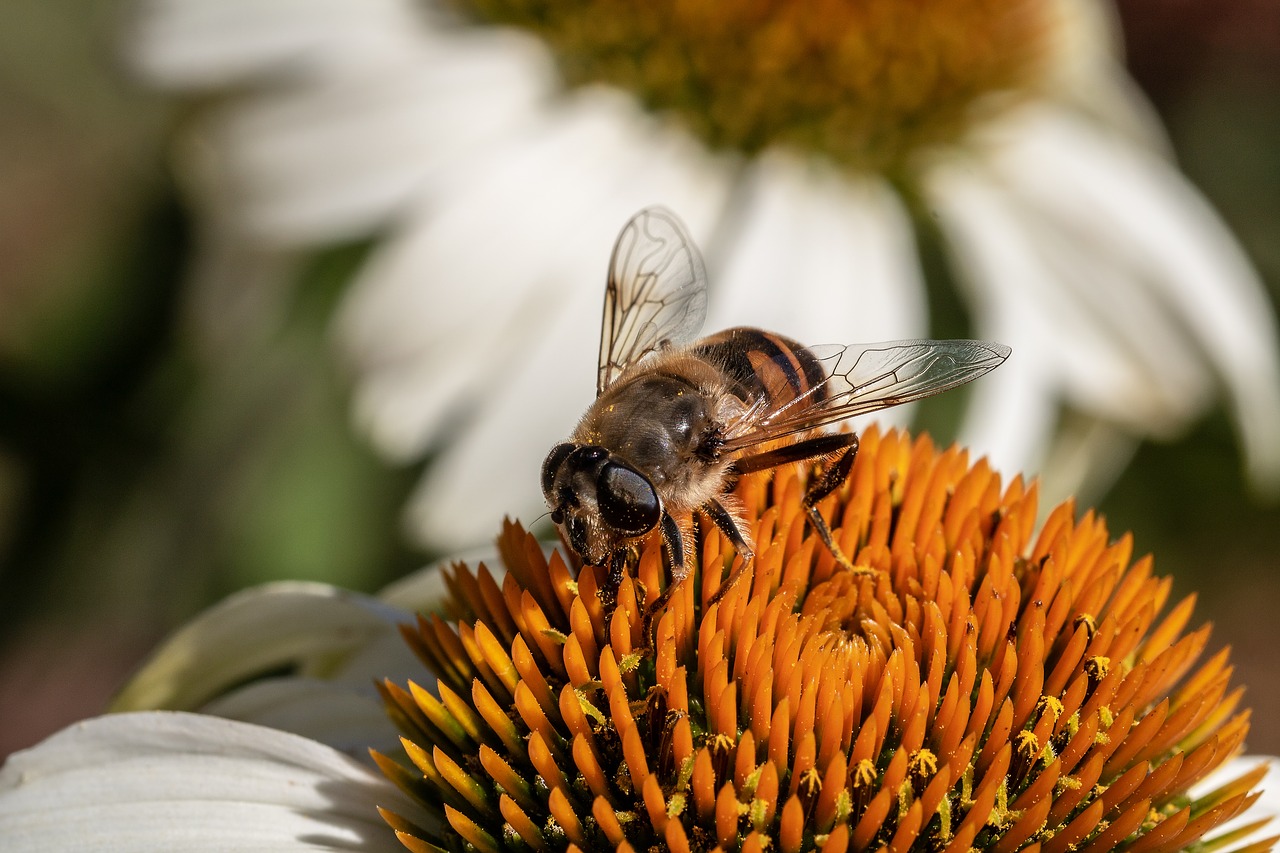 Migla Bičių,  Purvo Bičių,  Permatomas Bičių-Keilfleckschwebfliege,  Musė Tenax,  Užveskite Skristi,  Žiedadulkės,  Maistą,  Furry,  Vabzdys,  Gyvūnas