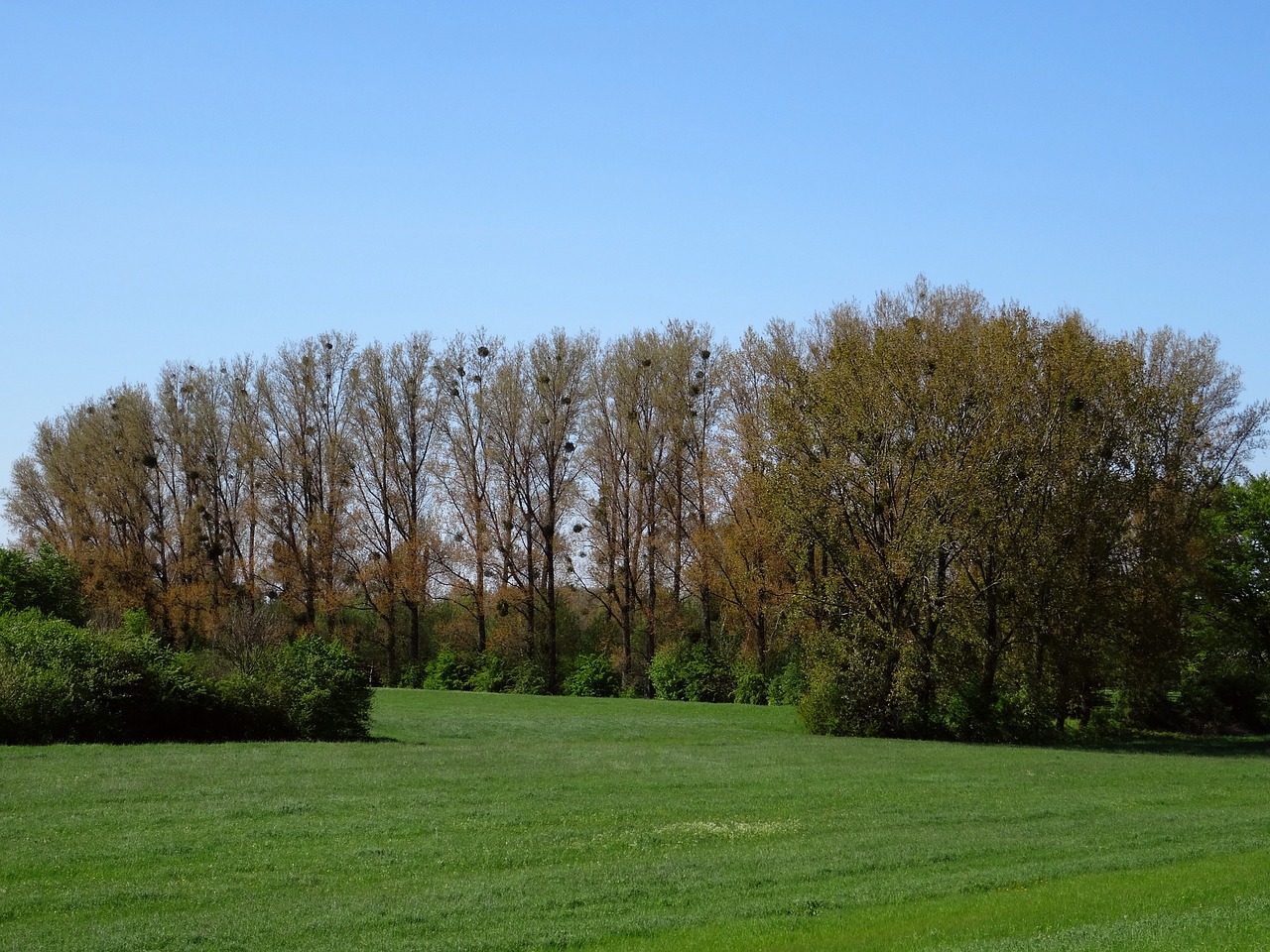 Aguonų Namas Ant Reino, Omarai, Medžiai, Pavasaris, Monheim Am Rhein, Dike, Rinas, Upių Užtvankos, Laukas, Kraštovaizdis