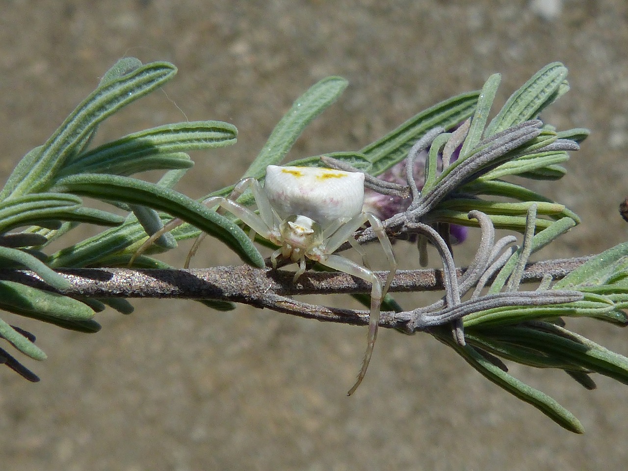 Misumena Vatia, Voras Krabas, Arachnid, Anksčiau, Nemokamos Nuotraukos,  Nemokama Licenzija