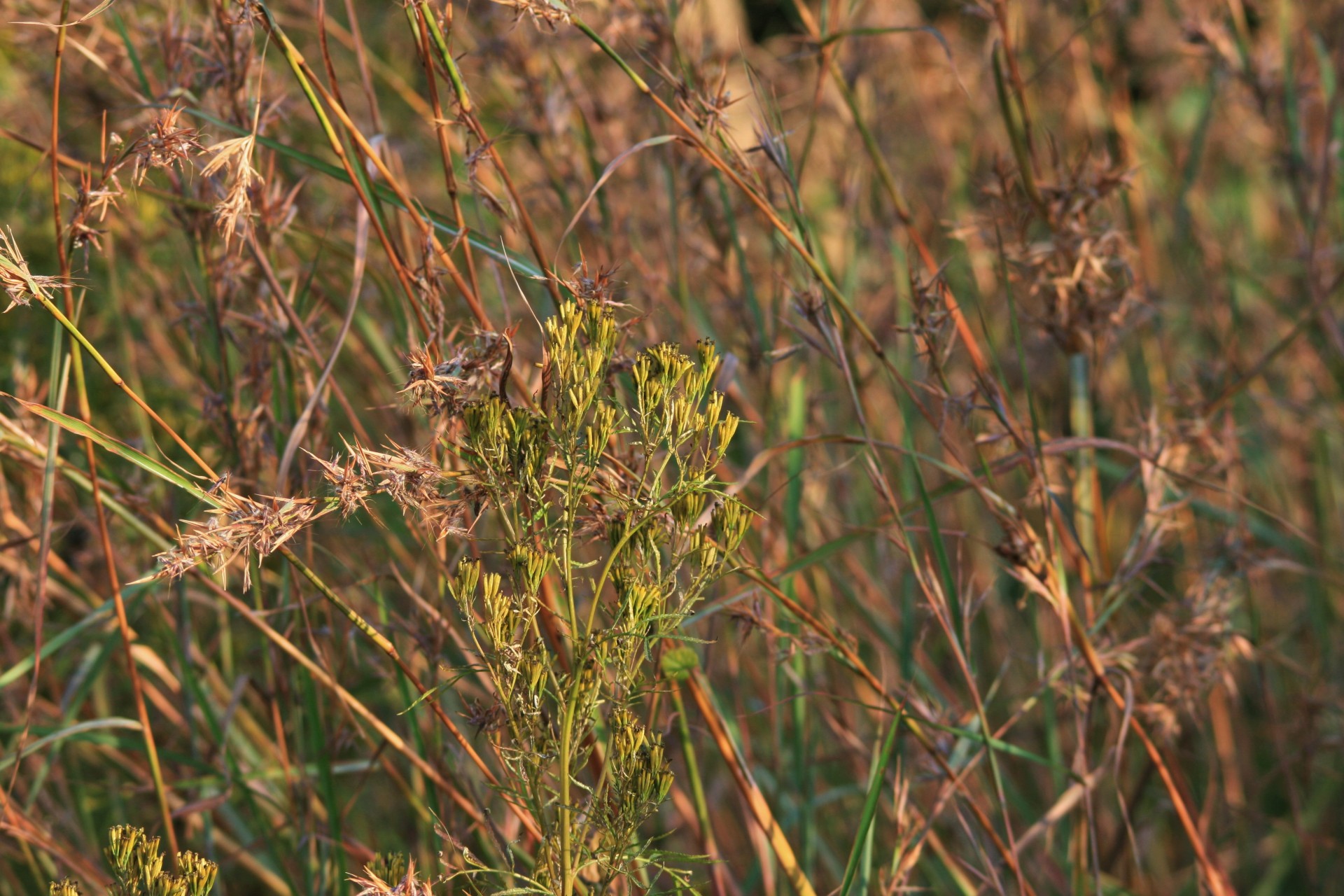 Veld,  Žolė,  Laukiniai,  Piktžolės,  Mišrią Žolę Ir Piktžoles, Nemokamos Nuotraukos,  Nemokama Licenzija