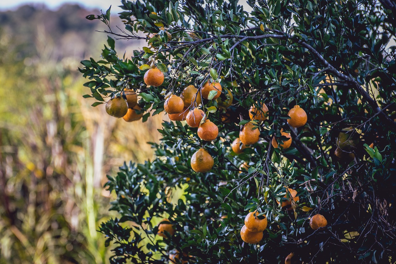 Mixirica,  Tangerine,  Cerrado,  Vaisių,  Citrusinių Vaisių,  Oranžinė,  Vitaminas C,  Pobūdį,  Žalia,  Spalva