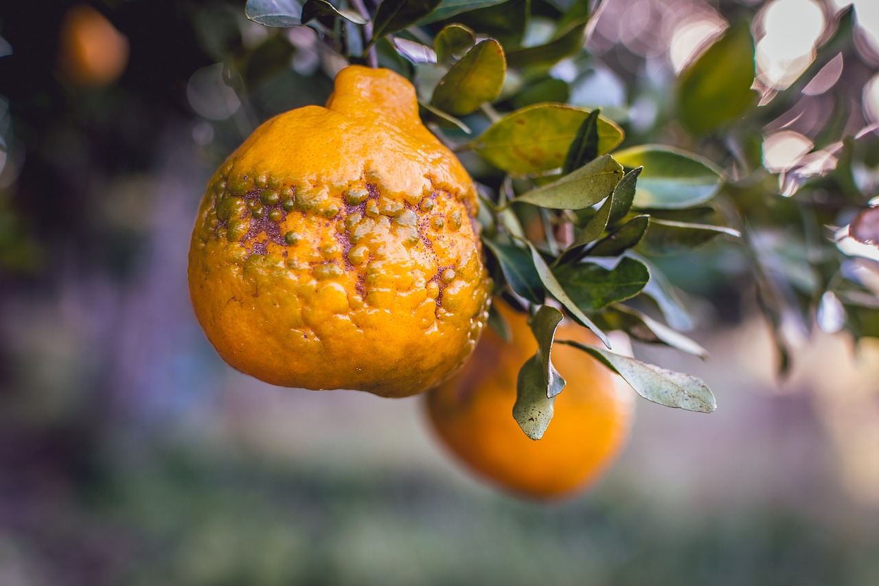 Mixirica,  Tangerine,  Cerrado,  Vaisių,  Citrusinių Vaisių,  Oranžinė,  Vitaminas C,  Pobūdį,  Žalia,  Spalva