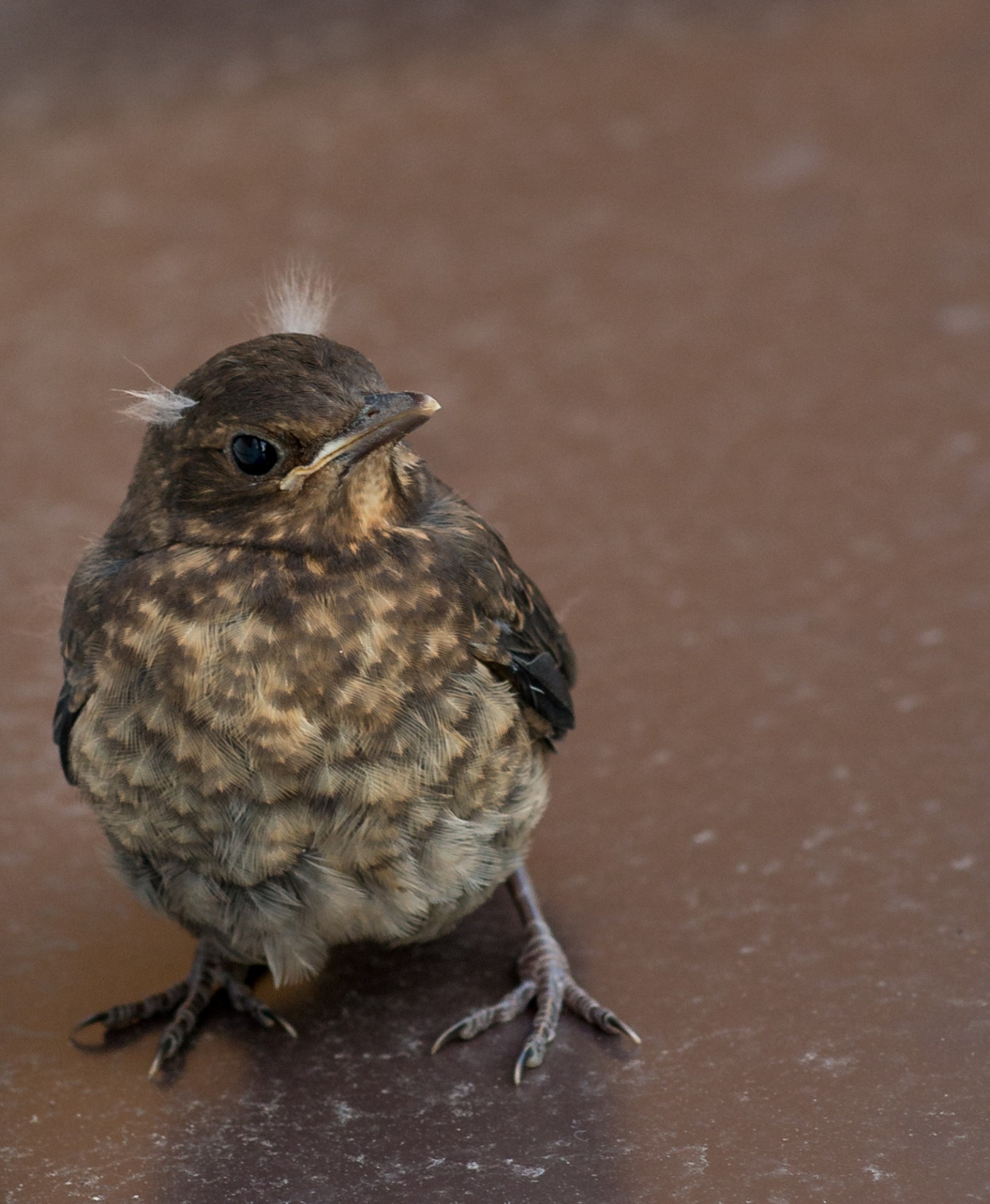 Paukštis,  Sparnai,  Ruda,  Gyvūnai,  Snapas,  Pavasaris,  Išsamiai,  Fledgeling, Nemokamos Nuotraukos,  Nemokama Licenzija