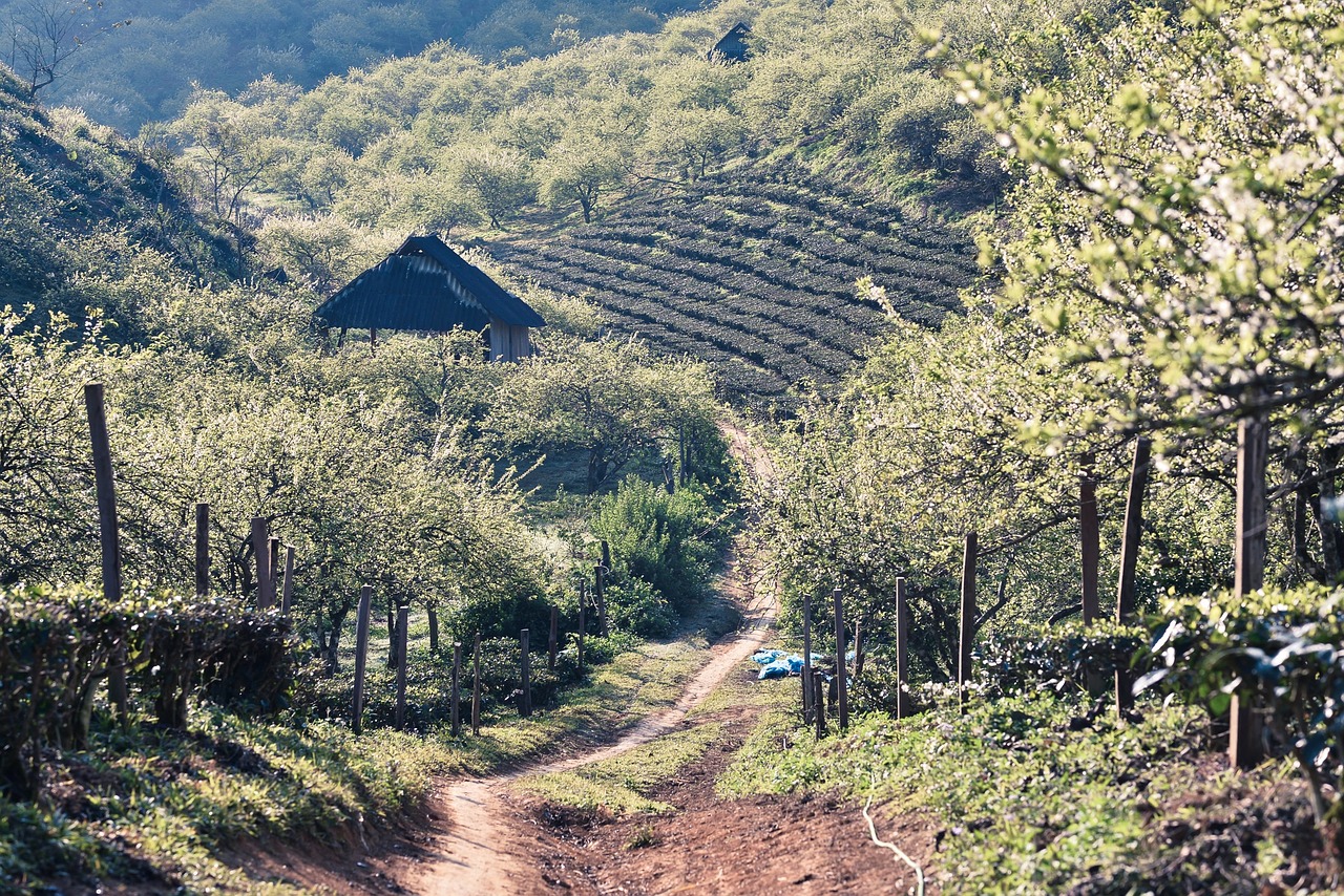 Moc Chau, Sūnus La, Vietnamas, Nemokamos Nuotraukos,  Nemokama Licenzija