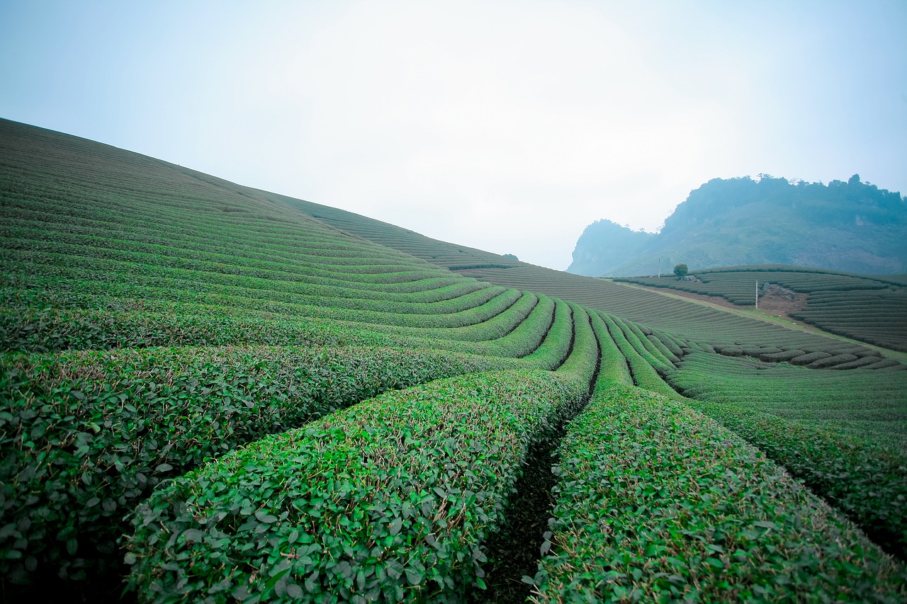 Moc Chau Tea Doi, Moc Chau Kalnas, Moc Chau Son La, Širdies Arbatos Plantacija, Moc Chau Arbatos Kalvos, Nemokamos Nuotraukos,  Nemokama Licenzija