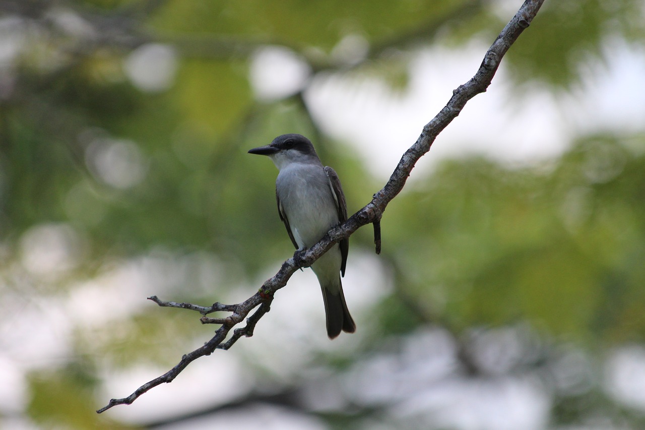 Strazdas Giesmininkas,  Paukštis,  Polifoninis Przedrzeźniacz,  Šiaurės Amerikos Mockingbird,  Mimus Polyglottos,  Plunksnuočių Lenktynės,  Pobūdį,  Gyvūnas,  Laukinių,  Krupnyj Planas