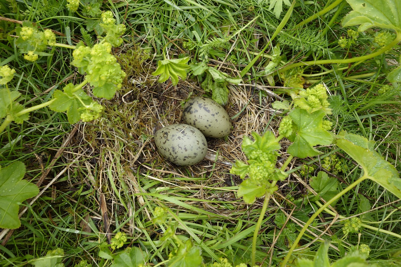 Moeveneier, Lizdas, Kiaušinis, Paukščių Kiaušiniai, Nemokamos Nuotraukos,  Nemokama Licenzija