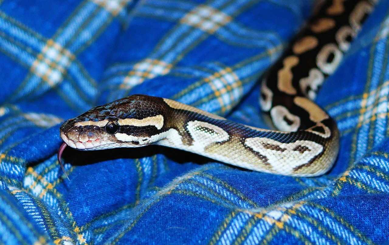 Mojave Python, Gyvatė, Python, Mojave, Egzotiškas, Grakštus, Kilnus, Ropliai, Geltona, Gyvūnas