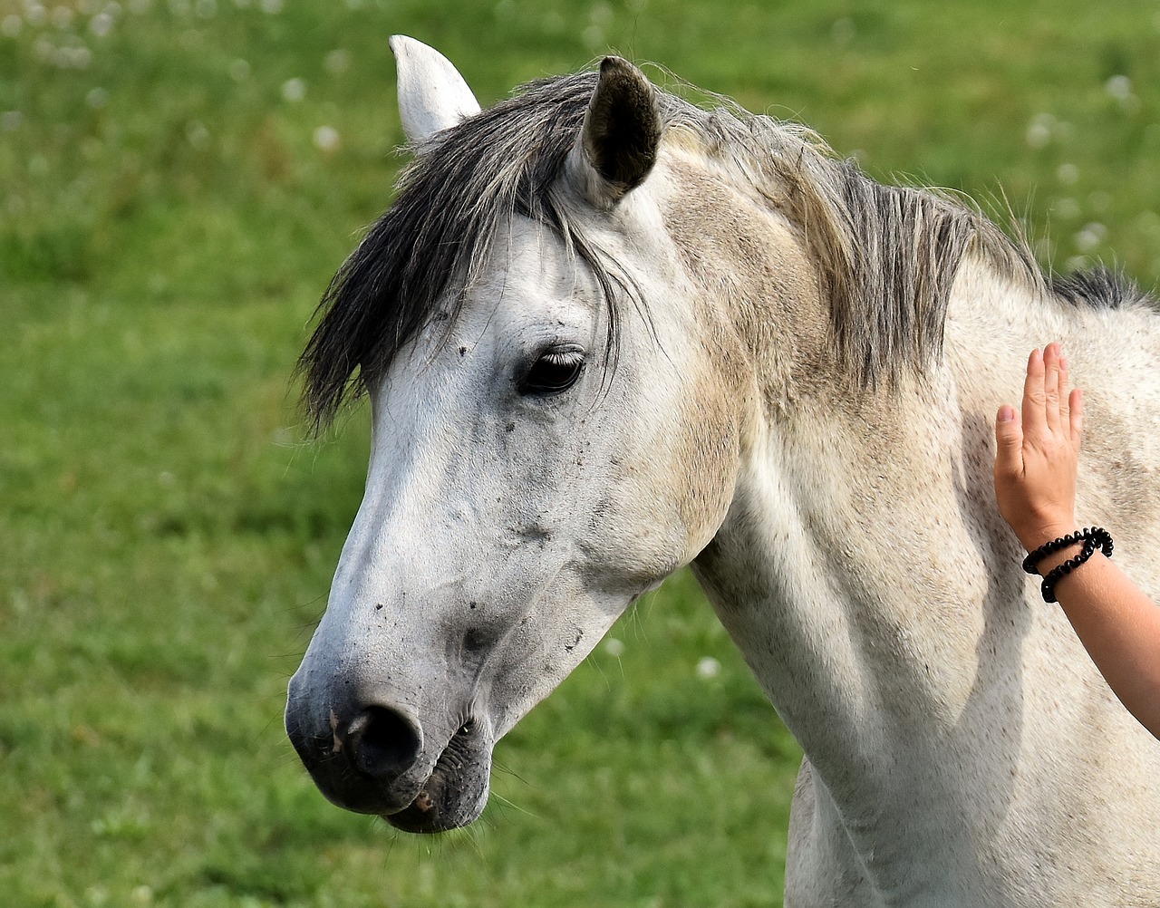 Pelėsiai, Arklys, Meilė Gyvūnams, Insultas, Pieva, Jungtis, Ponis, Nemokamos Nuotraukos,  Nemokama Licenzija