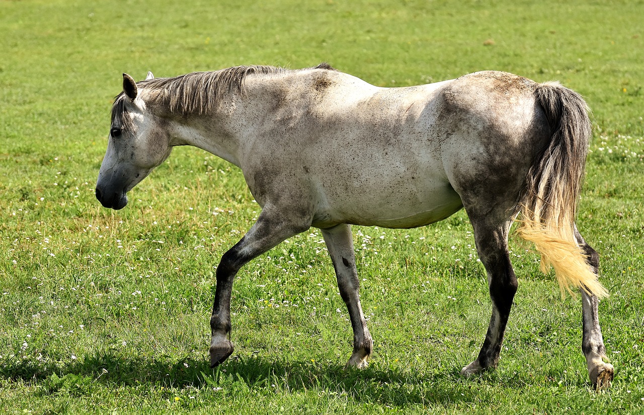 Pelėsiai, Arklys, Meilė Gyvūnams, Juokinga, Žaisti, Paliktas, Pieva, Jungtis, Ponis, Nemokamos Nuotraukos