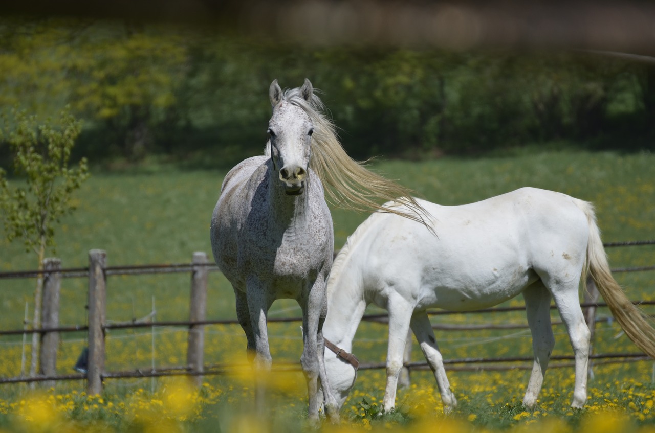 Pelėsiai,  Mare,  Pagrindinis Ir Valstybės Stud Marbach,  Grynakraujis Arabiano,  Arklys,  Ganyklos,  Karčiai,  Pferdeportrait,  Pobūdį,  Vasara