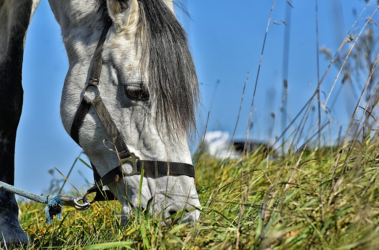 Pelėsiai,  Dangus,  Mėlyna,  Pony,  Gyvūnas,  Mėlynas Dangus,  Mare,  Mielas,  Pferdeportrait,  Arklys