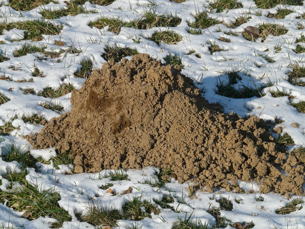 Molehill, Molas, Žemė, Erdhaufen, Kasti, Samtelis, Kalnas, Pieva, Žiema, Šaltas