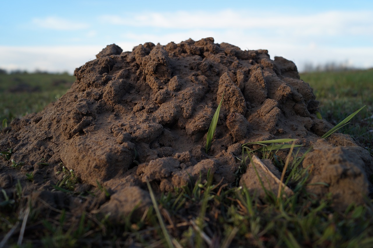 Molehill, Molas, Mažas, Gyvūnas, Žinduolis, Žemė, Pieva, Gamta, Ekologiškas, Sodas