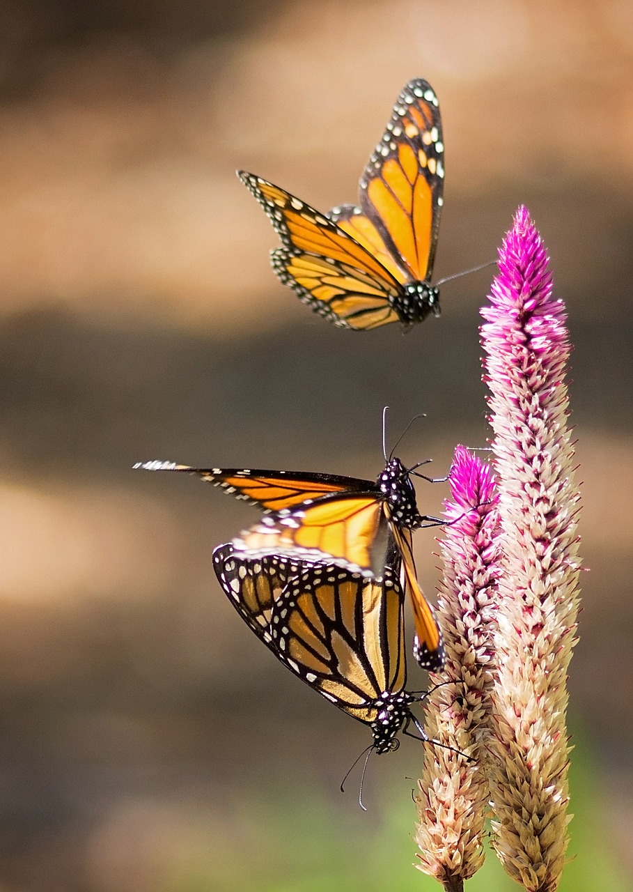 Monarchas, Drugelis, Skrydis, Sparnai, Nemokamos Nuotraukos,  Nemokama Licenzija