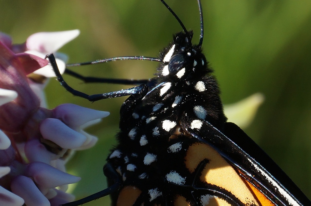 Monarchas, Monarcho Drugelis, Drugelis, Apdulkintojas, Pieneliukas, Vabzdys, Gamta, Sodas, Nemokamos Nuotraukos,  Nemokama Licenzija