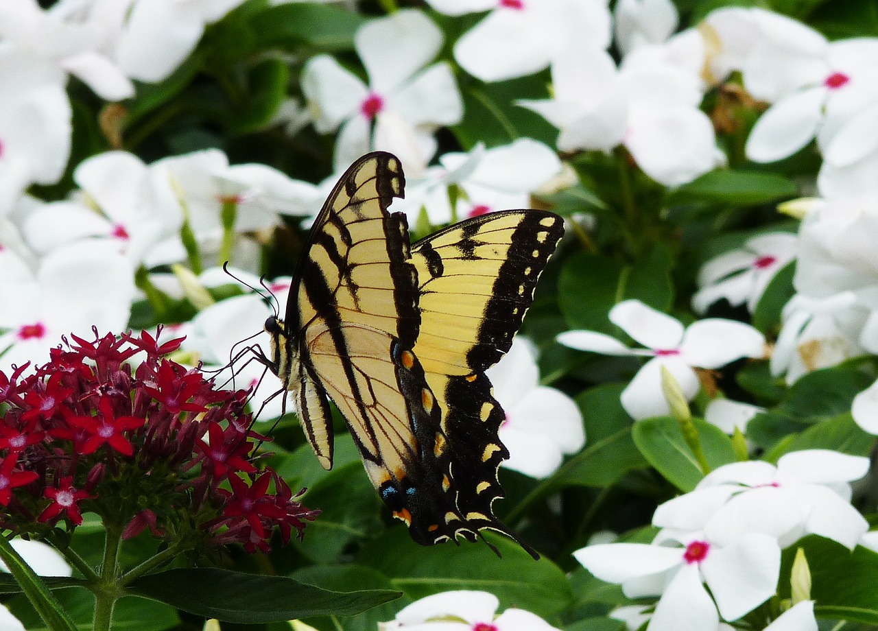 Monarchas, Drugelis, Wildflower, Gėlė, Gyvūnas, Gėlių, Augalas, Natūralus, Žiedas, Žydėti