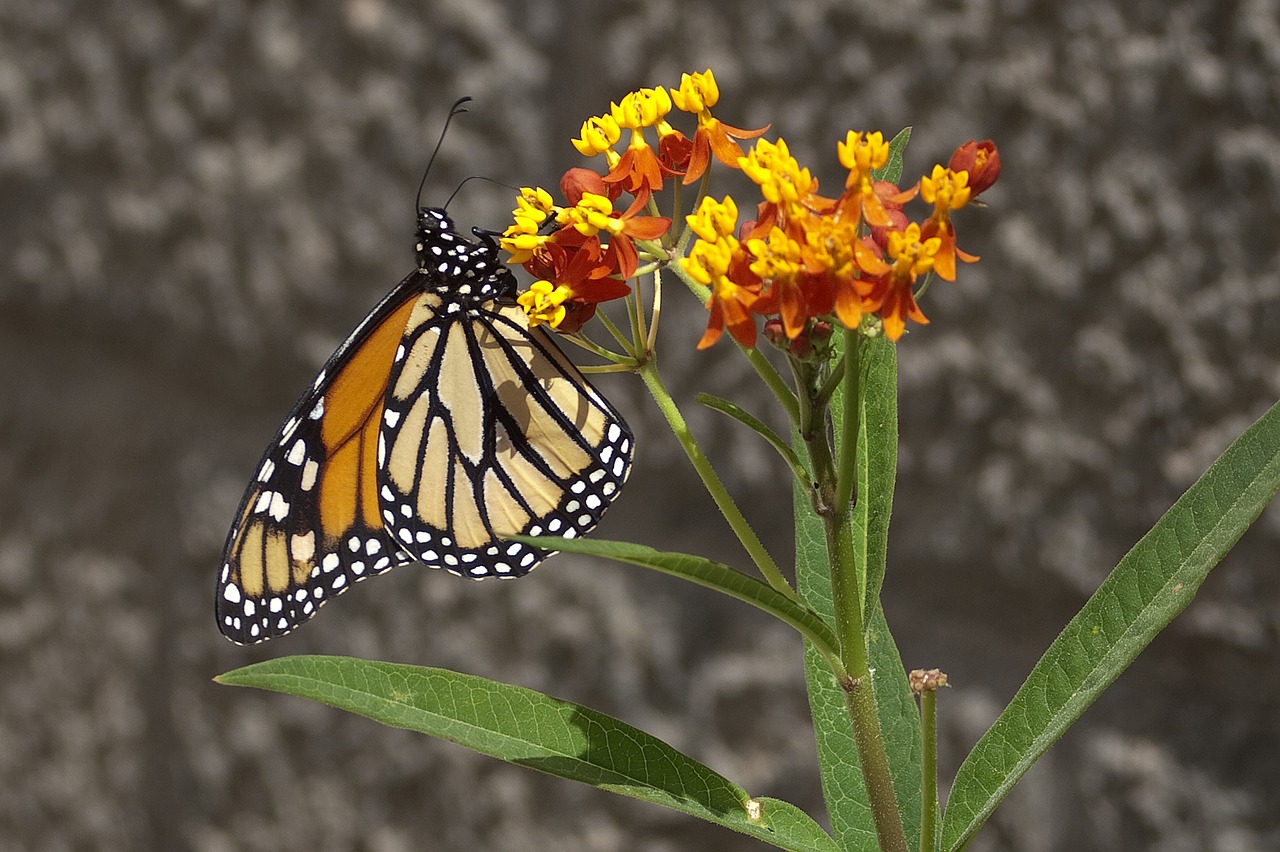 Monarchas,  Drugelis,  Asclepias,  Augalų,  Gran Canaria, Nemokamos Nuotraukos,  Nemokama Licenzija