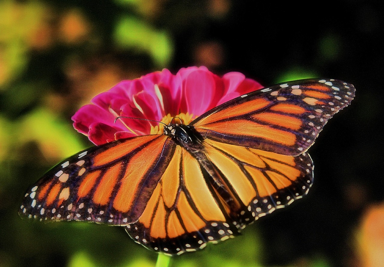 Monarchas, Drugelis, Oranžinė, Vabzdys, Gamta, Sparnai, Klaida, Laukinė Gamta, Makro, Spalvinga