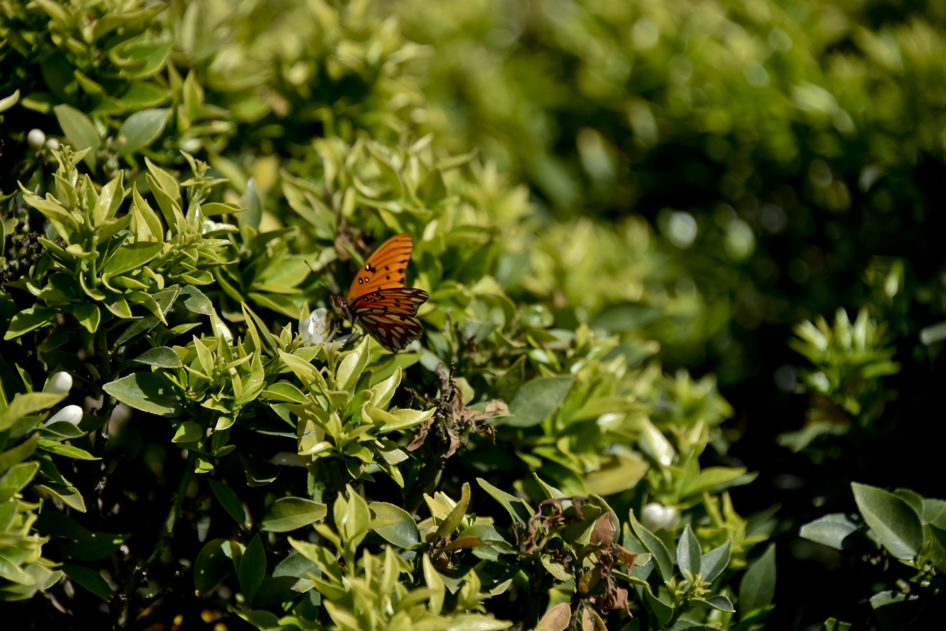 Monarchas & Nbsp,  Drugelis,  Vabzdys,  Oranžinė,  Gražus,  Erdvė,  Sparnai,  Skleisti,  Augalas,  Apsidraudimas