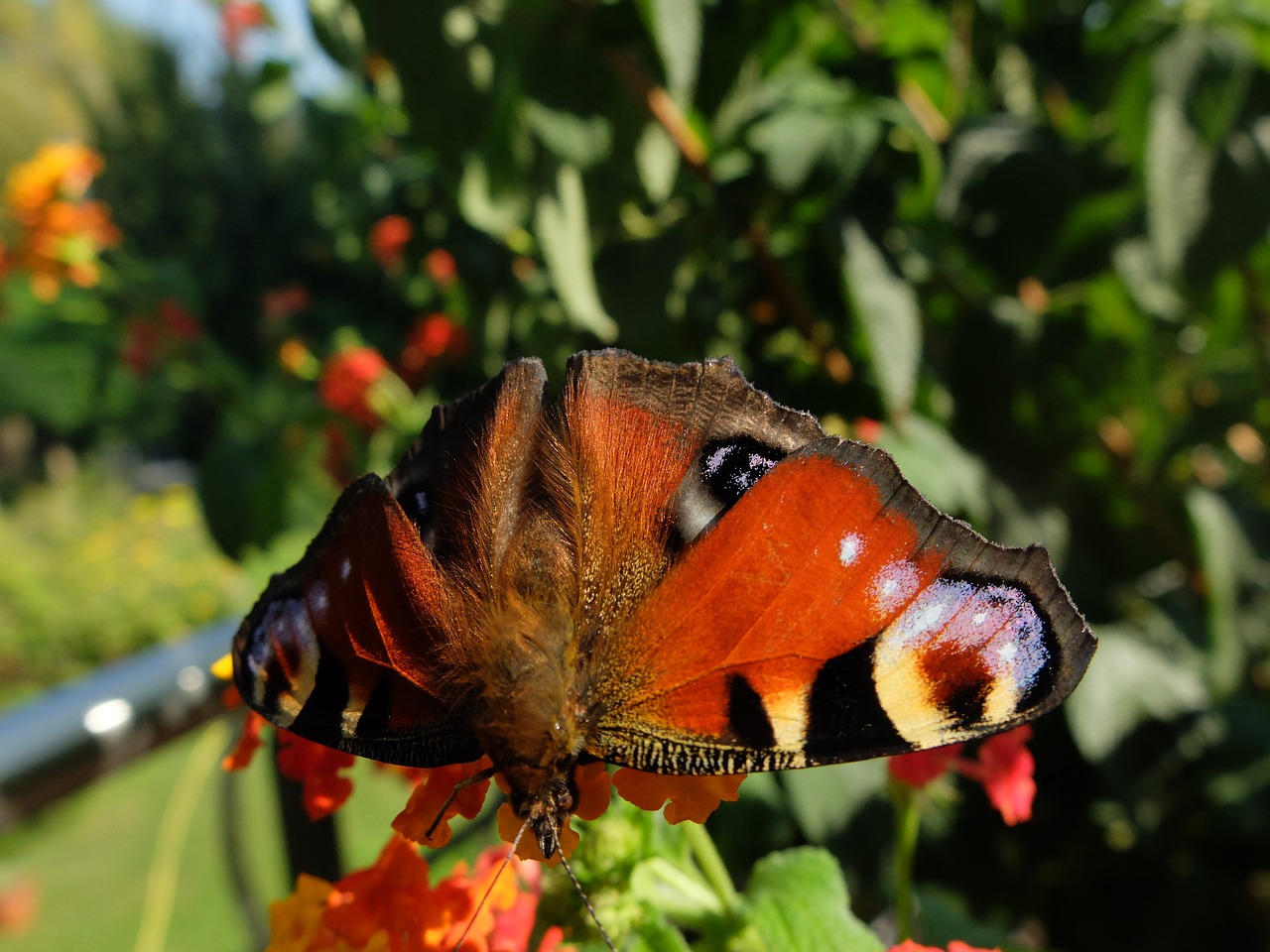 Monarcho Drugelis, Drugelis, Vabzdys, Gamta, Nemokamos Nuotraukos,  Nemokama Licenzija