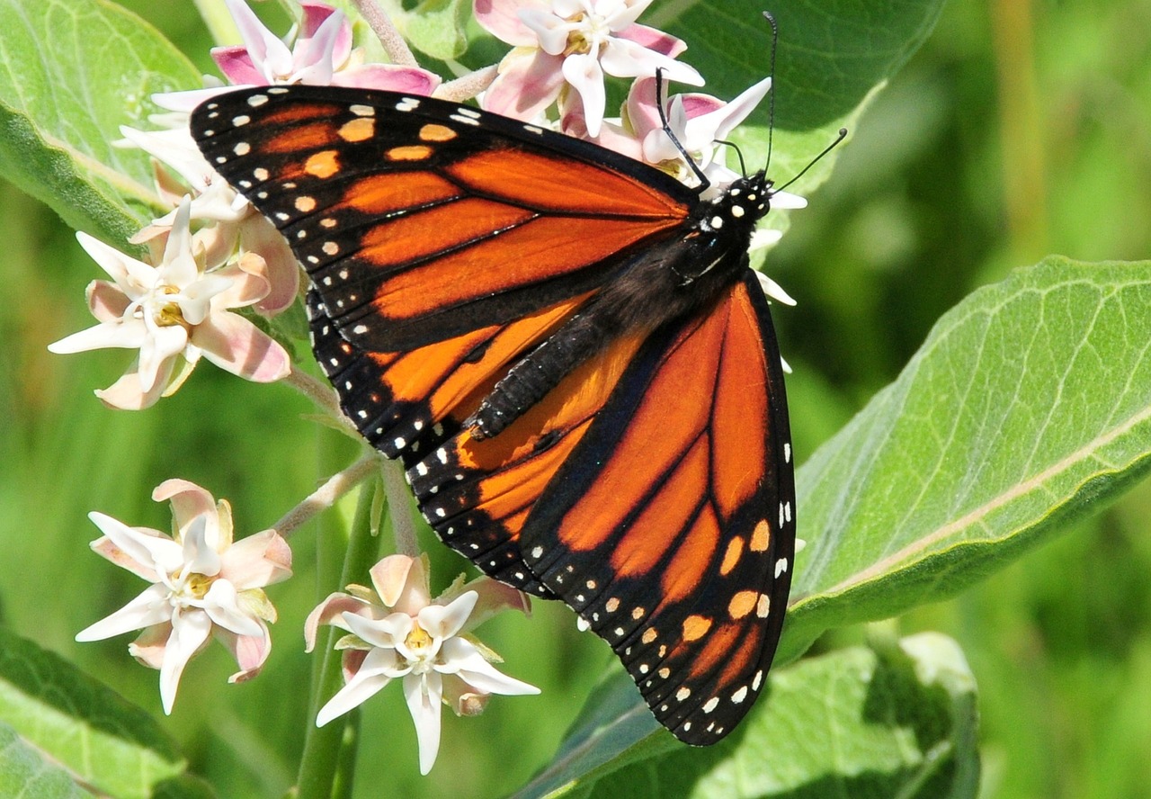 Monarcho Drugelis, Gėlė, Žiedas, Žydėti, Vabzdys, Sparnai, Makro, Spalvinga, Nektaras, Oranžinė