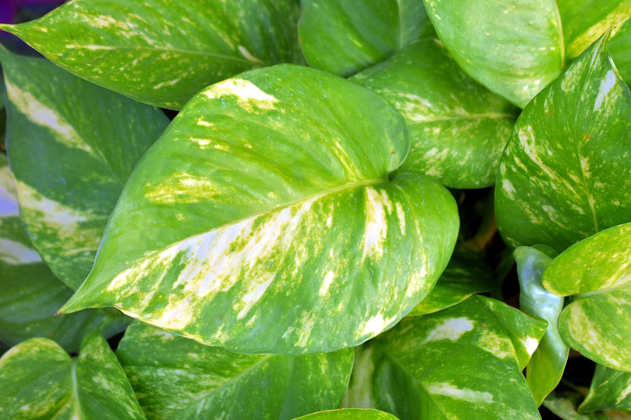 Pinigų Gamykla, Auksiniai Pothos, Margas Lapai, Ivy Arum, Velnio Vynmedis, Epipremnum Aureum, Nemokamos Nuotraukos,  Nemokama Licenzija