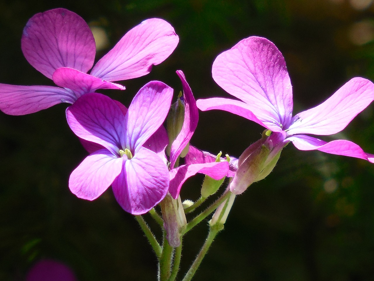 Pinigų Gamykla, Violetinė, Augalas, Gamta, Wildflower, Vasara, Žiedas, Laukas, Gėlė, Flora