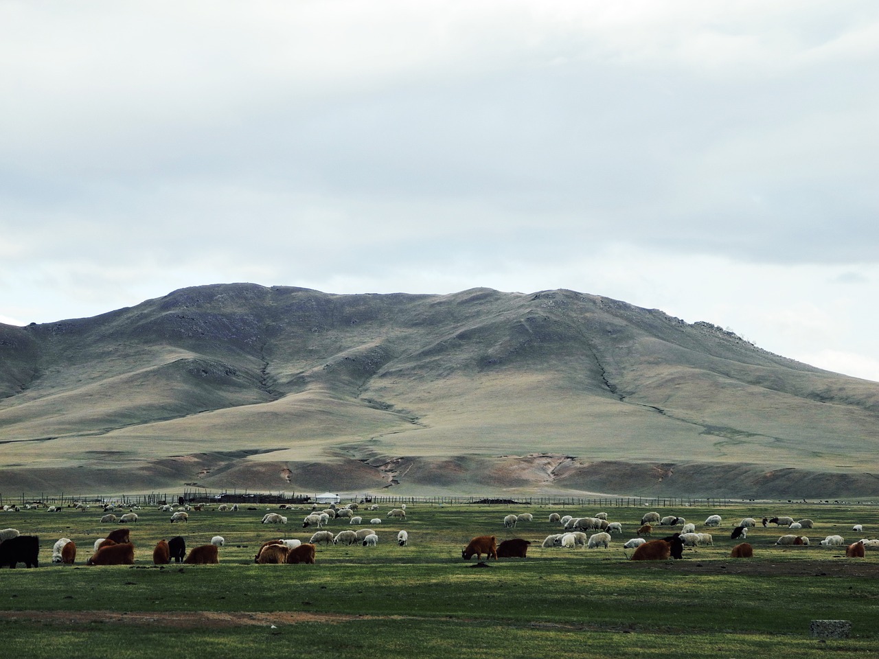 Mongolija, Prairie, Galvijai Ir Avys, Nemokamos Nuotraukos,  Nemokama Licenzija
