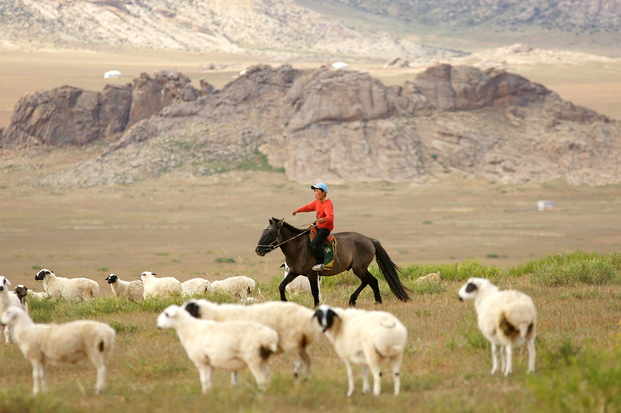 Mongolija, Arklys, Raitelis, Berniukas, Gyvūnai, Herder, Piemenys, Avys, Jodinėjimas, Nemokamos Nuotraukos