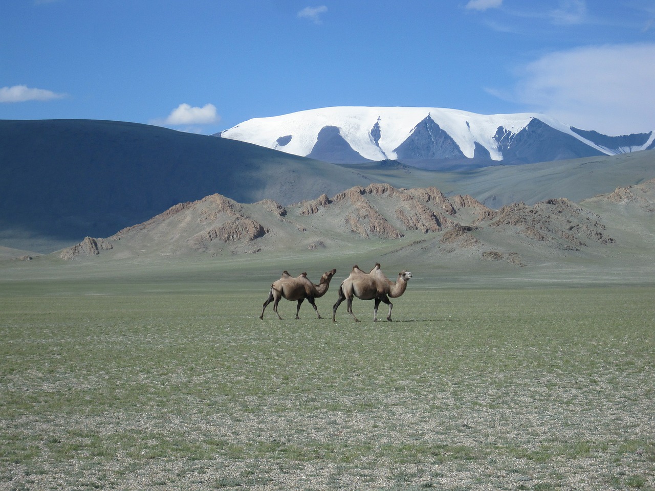 Mongolija, Ledynas, Kupranugariai, Stepė, Nemokamos Nuotraukos,  Nemokama Licenzija