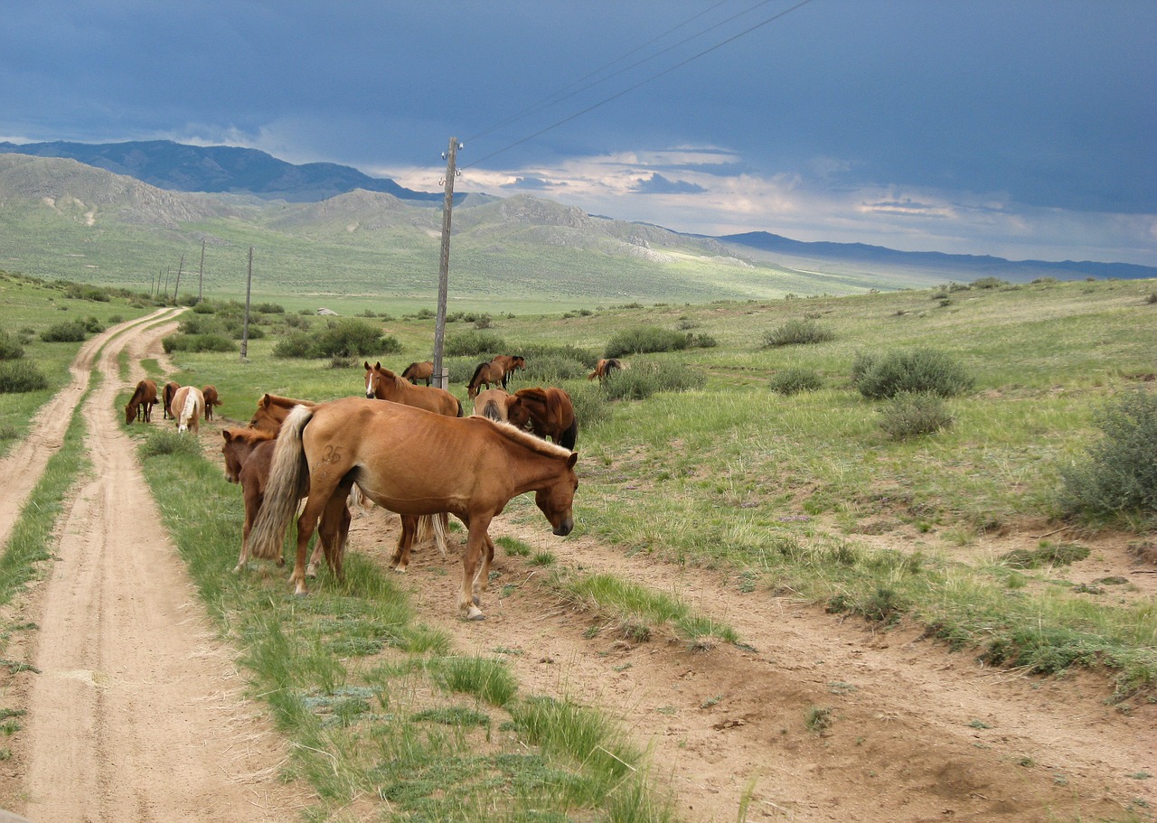 Mongolija, Arkliai, Stepė, Trasa, Nemokamos Nuotraukos,  Nemokama Licenzija