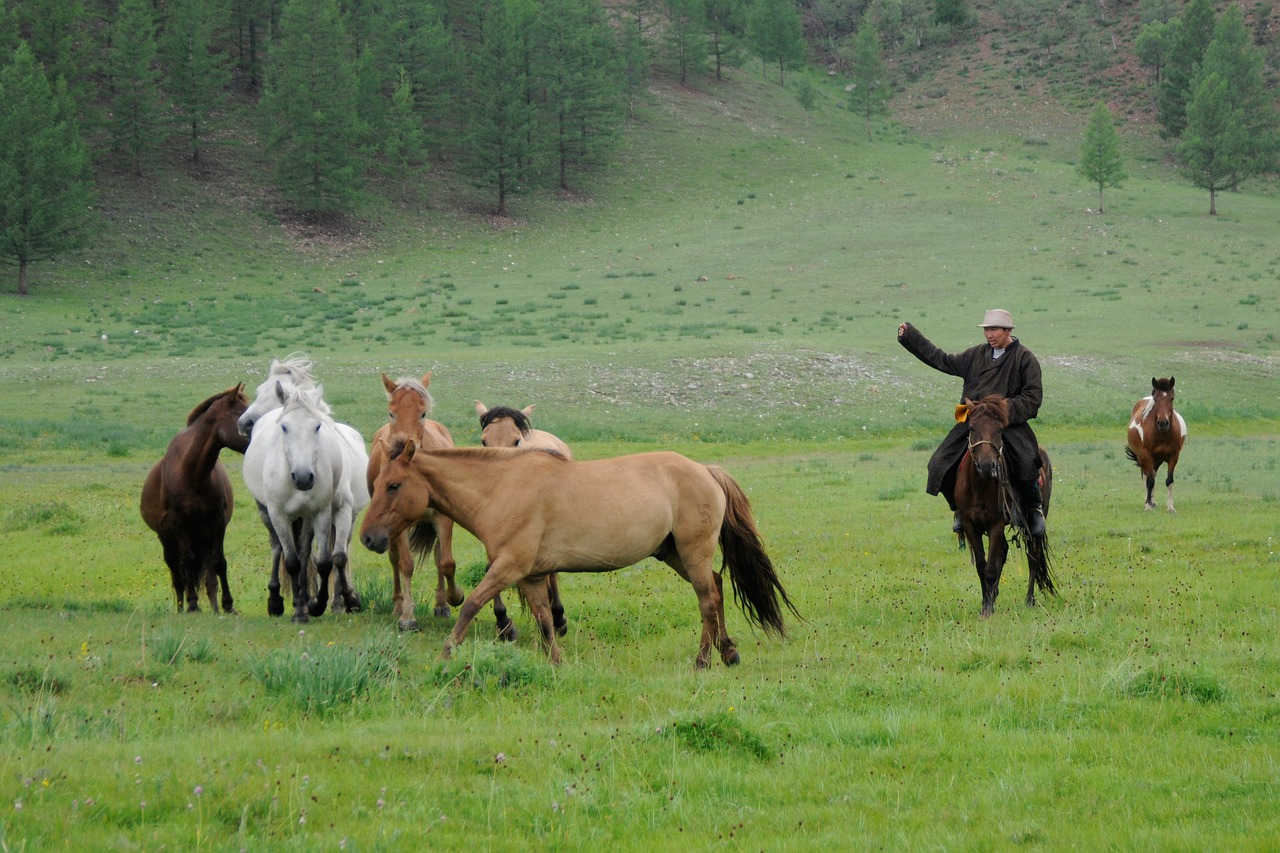 Mongolija, Nomadas, Arklys, Gamta, Laukiniai, Nemokamos Nuotraukos,  Nemokama Licenzija